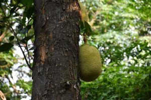 Jackfruit tree