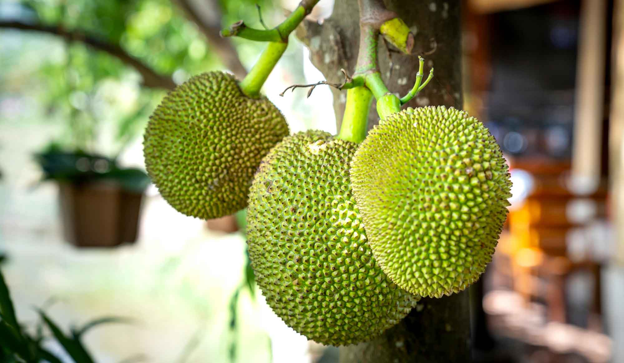 jackfruit, jackfruit uses, jackfruit