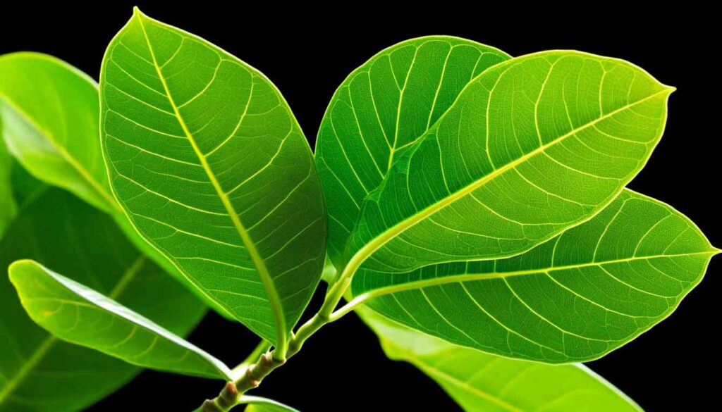 Culinary Uses of Jackfruit Leaf