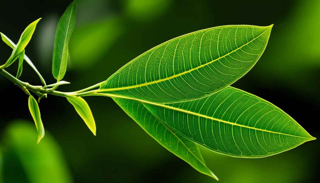 Jackfruit Leaf Shape and Characteristics