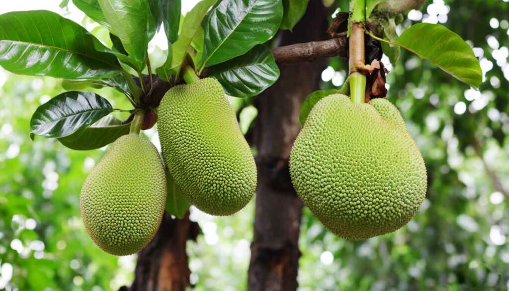 Versatility of Jackfruit Leaf