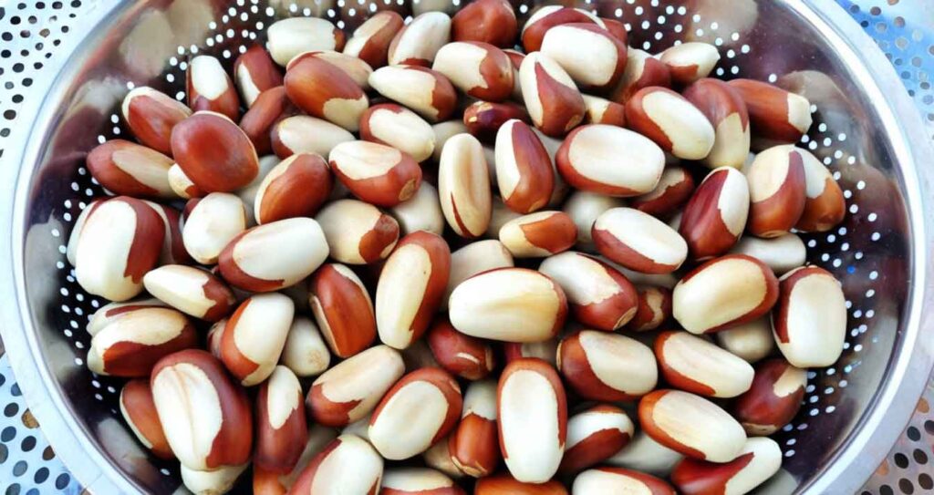 Jackfruit Seeds