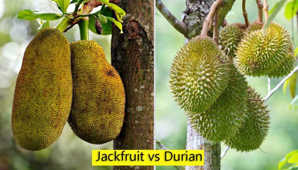 jackfruit tree vs durian tree