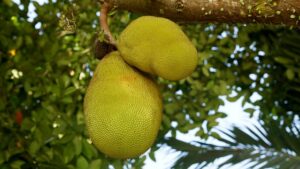 Jackfruit