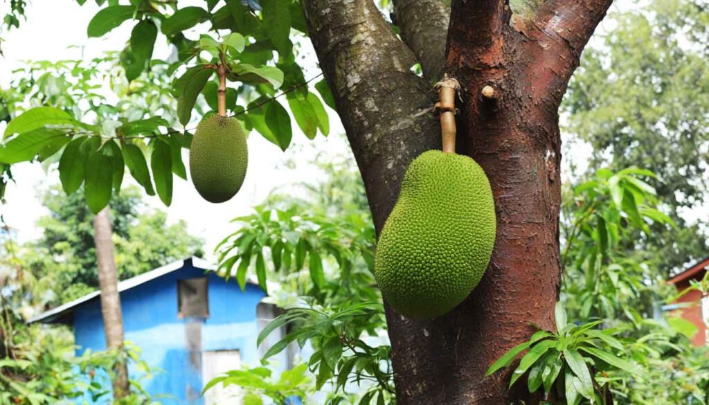 Jackfruit Wood, Jackfruiter