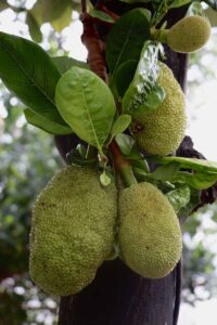 jackfruit tree