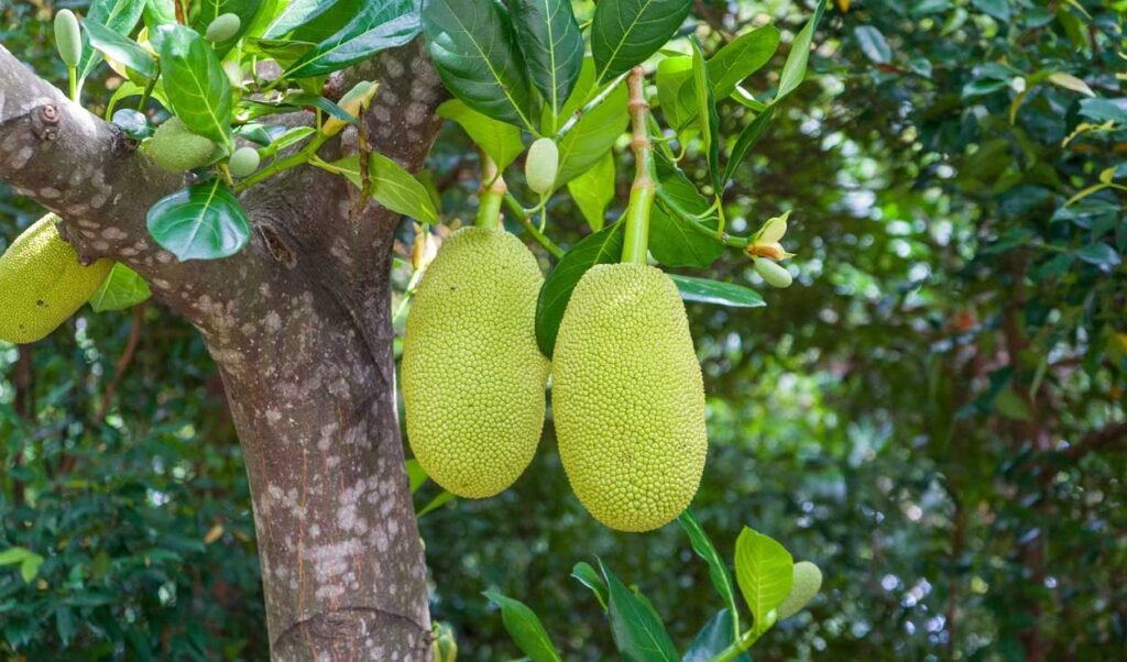 Jackfruit Tree Diseases: Symptoms, Causes, Treatment, and Prevention