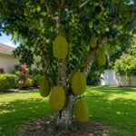 Jackfruit Tree Care in Tropical Climate US: Simple, Practical Guide for Home Growers Jackfruit Tree Care in Tropical Climate US