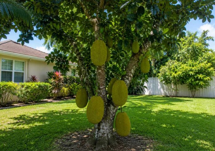 jackfruite1 Jackfruit Tree Care in Tropical Climate US